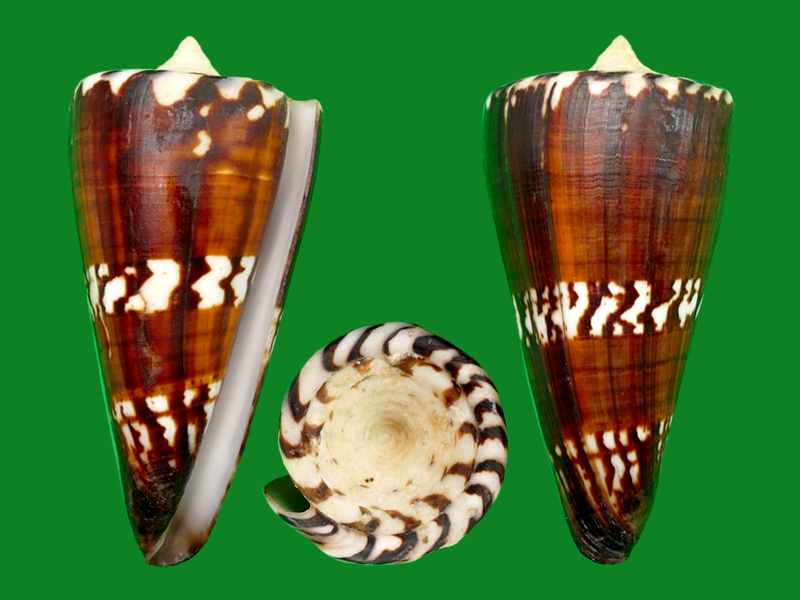 将军芋螺 深色 --- 冈瓦纳自然网