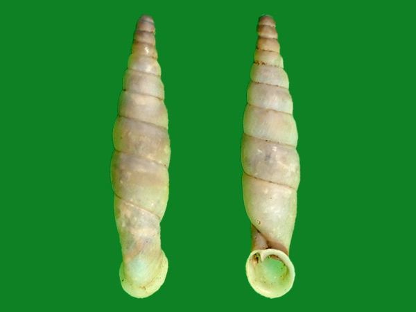 阿根廷烟管螺 --- 冈瓦纳自然网