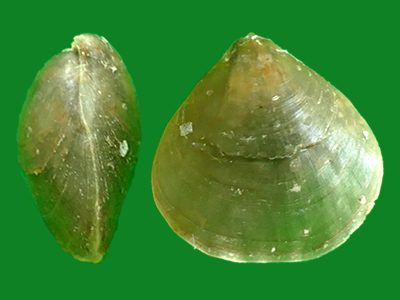 腕足动物 --- 冈瓦纳自然网