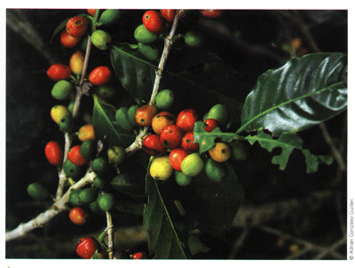 海明蜗牛 --- 冈瓦纳自然网