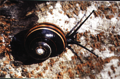 海明蜗牛 --- 冈瓦纳自然网