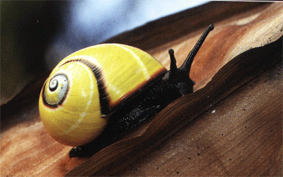 海明蜗牛 --- 冈瓦纳自然网