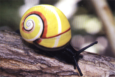 海明蜗牛 --- 冈瓦纳自然网