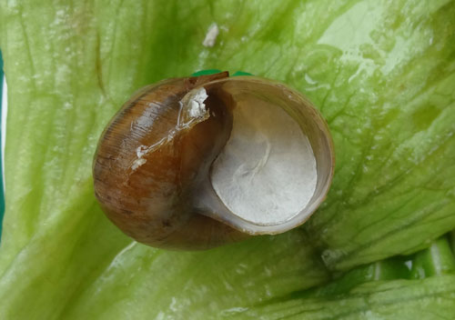 蜗牛冬眠的样子图片