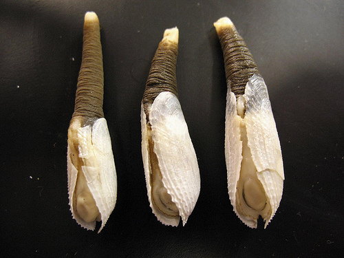 象拔蚌是什么蚌