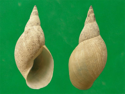 静水椎实螺lymnaea stagnalis l.,1758资料来源:http://phys.