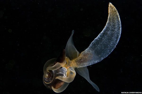海天使捕食海蝶