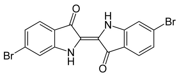 骨螺紫图片