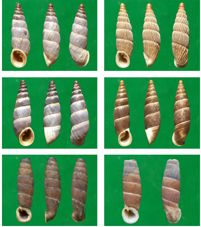上面的蜗牛的属于烟管螺科 也叫螺.上面这些蜗牛叫环口螺.