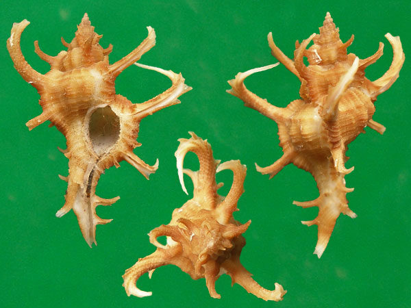 小千手螺 --- 冈瓦纳自然网