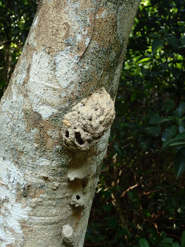 泥蜂的巢 在市区待久了, 接近一下自然, 出一趟门, 总会有很多乐趣.