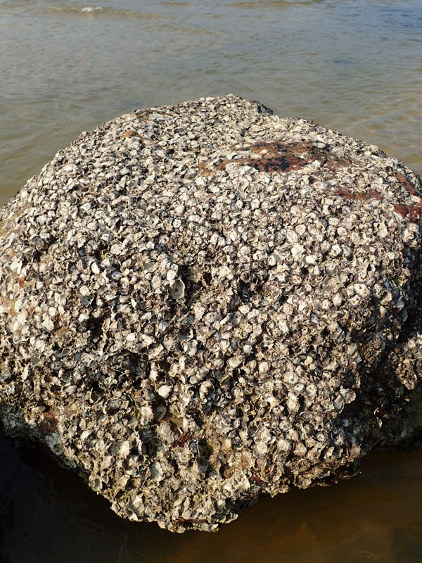 被牡蛎包裹的大石头