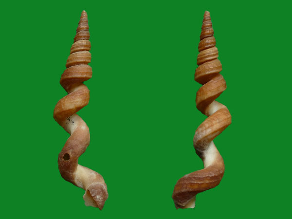 蚯蚓锥螺 vermicularia spirata (philippi, 1836) 标本 产地 florida