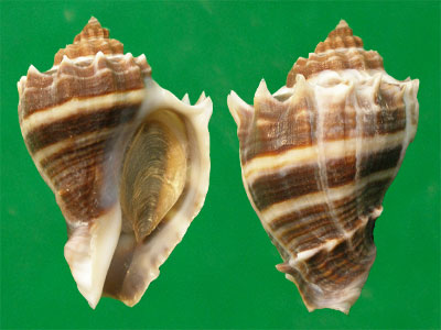 变化多端的皇冠香螺