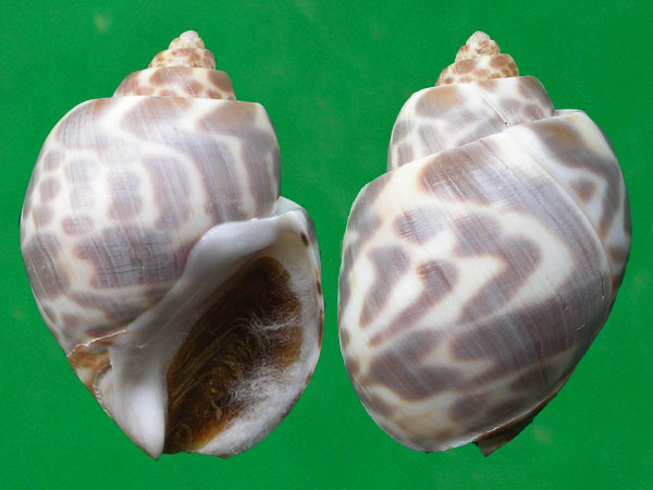王子凤螺和深沟凤螺
