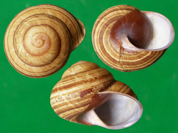 猴年说说猴贝壳