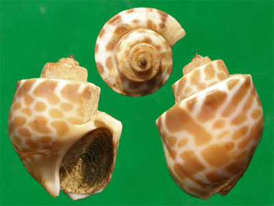 王子凤螺和深沟凤螺