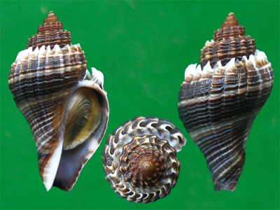 变化多端的皇冠香螺