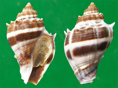 变化多端的皇冠香螺