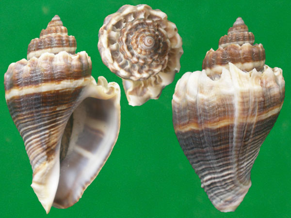 变化多端的皇冠香螺